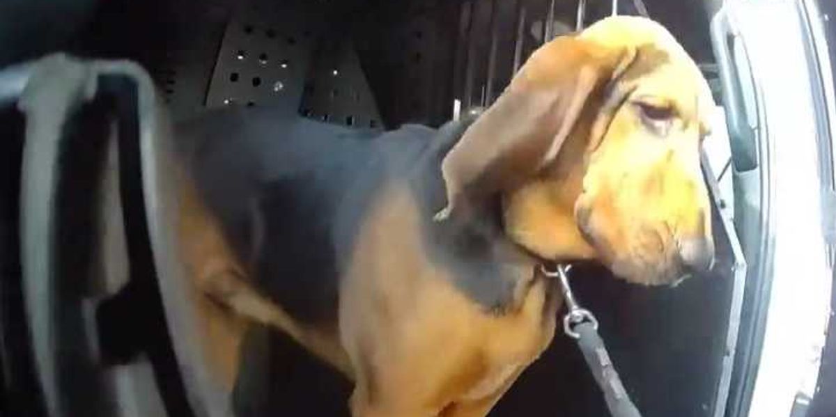 Boomer saves the day after old man goes missing