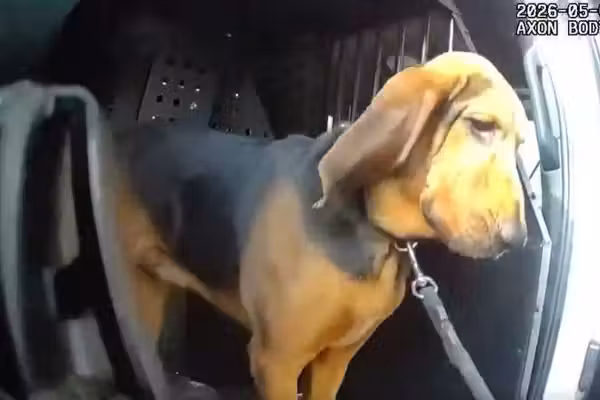 Boomer saves the day after old man goes missing
