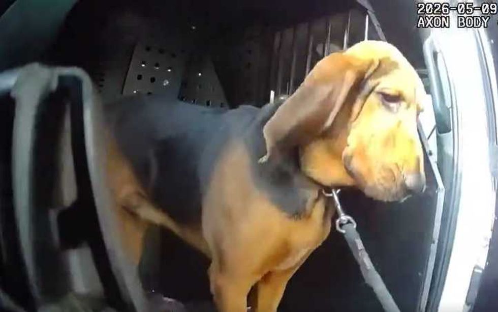 Boomer saves the day after old man goes missing