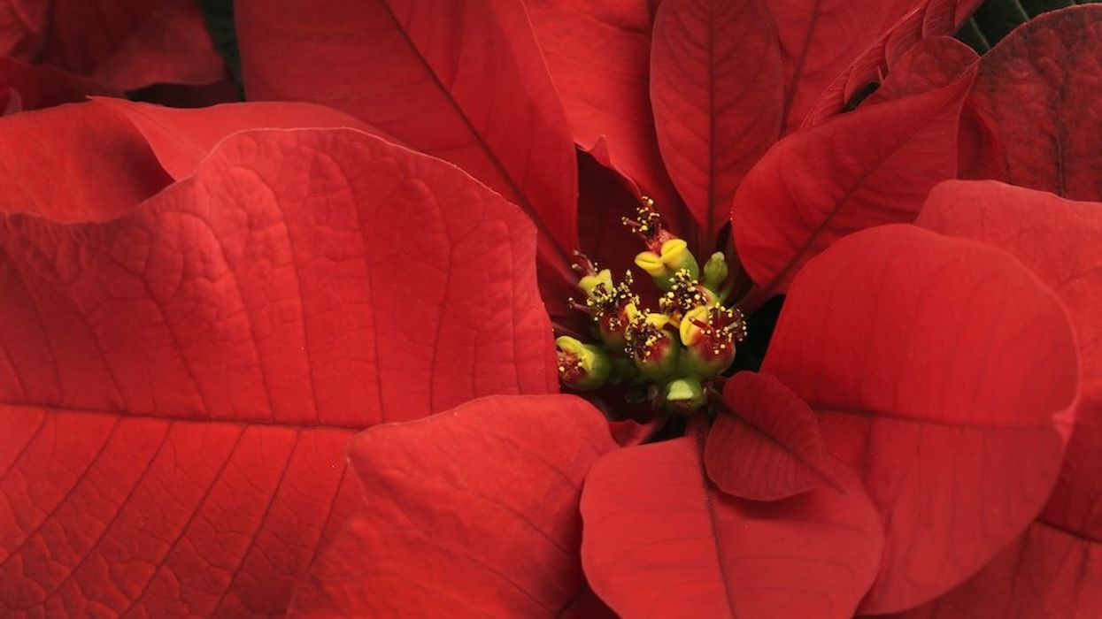 Broken poinsettia, unbroken spirit