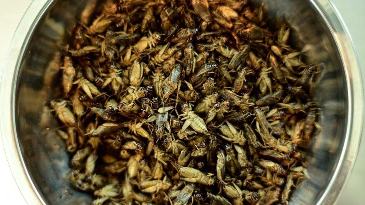 Bugs to be used in bread, beer, and various other items 'intended for the general population,' courtesy of the EU