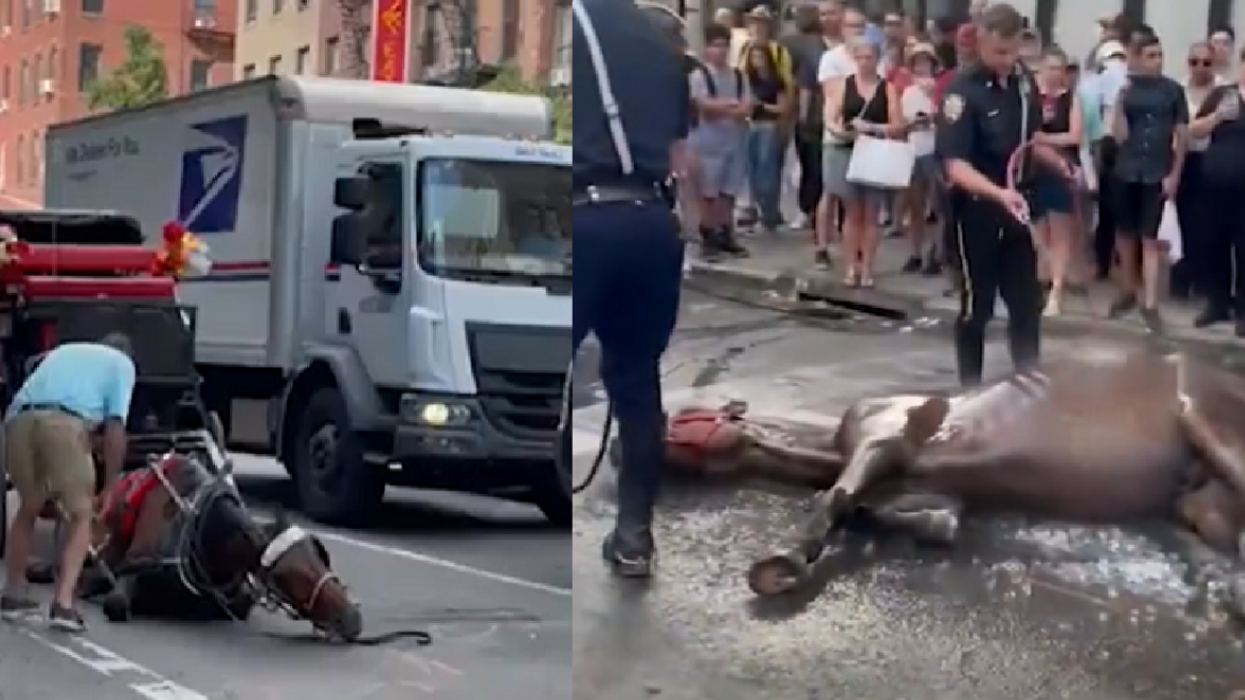Bystanders watch in horror as NYC carriage horse collapses ​​​in extreme heat — then it sadly gets worse
