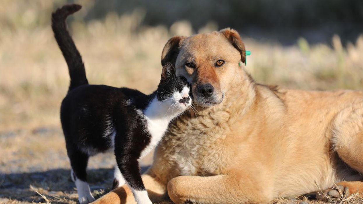 California lawmaker introduces 'Dog and Cat Bill of Rights'