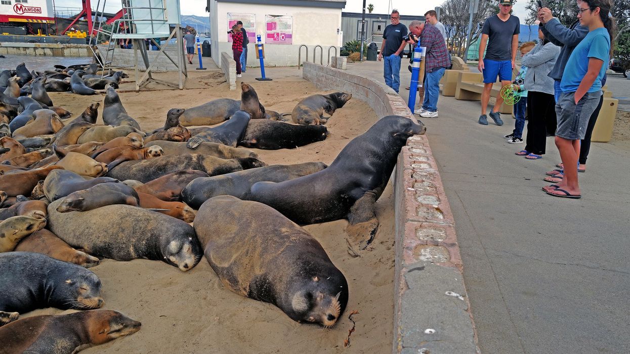 California man charged with animal cruelty for allegedly beating poisoned, pregnant sea lion with large stick