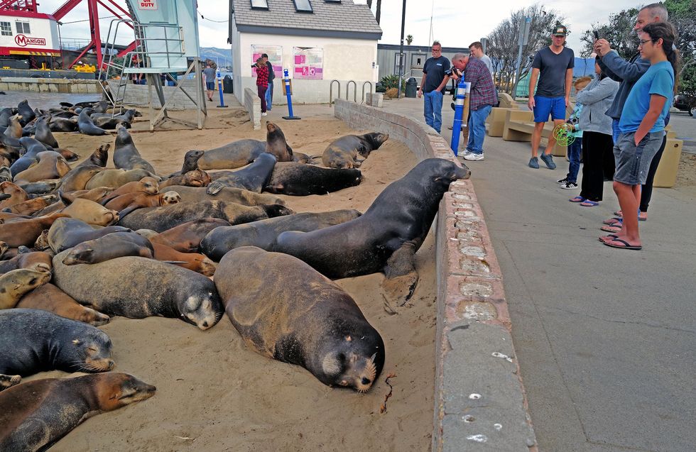 California man charged with animal cruelty for allegedly beating poisoned, pregnant sea lion with large stick