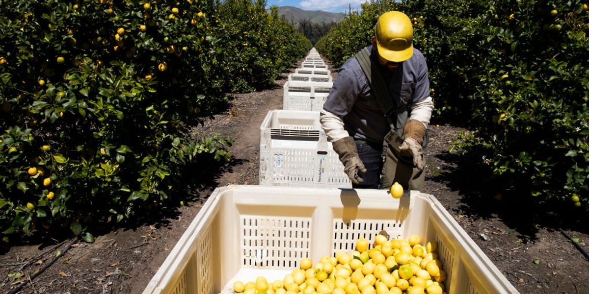 NextImg:California to release millions of sterile insects marked with purple dye
