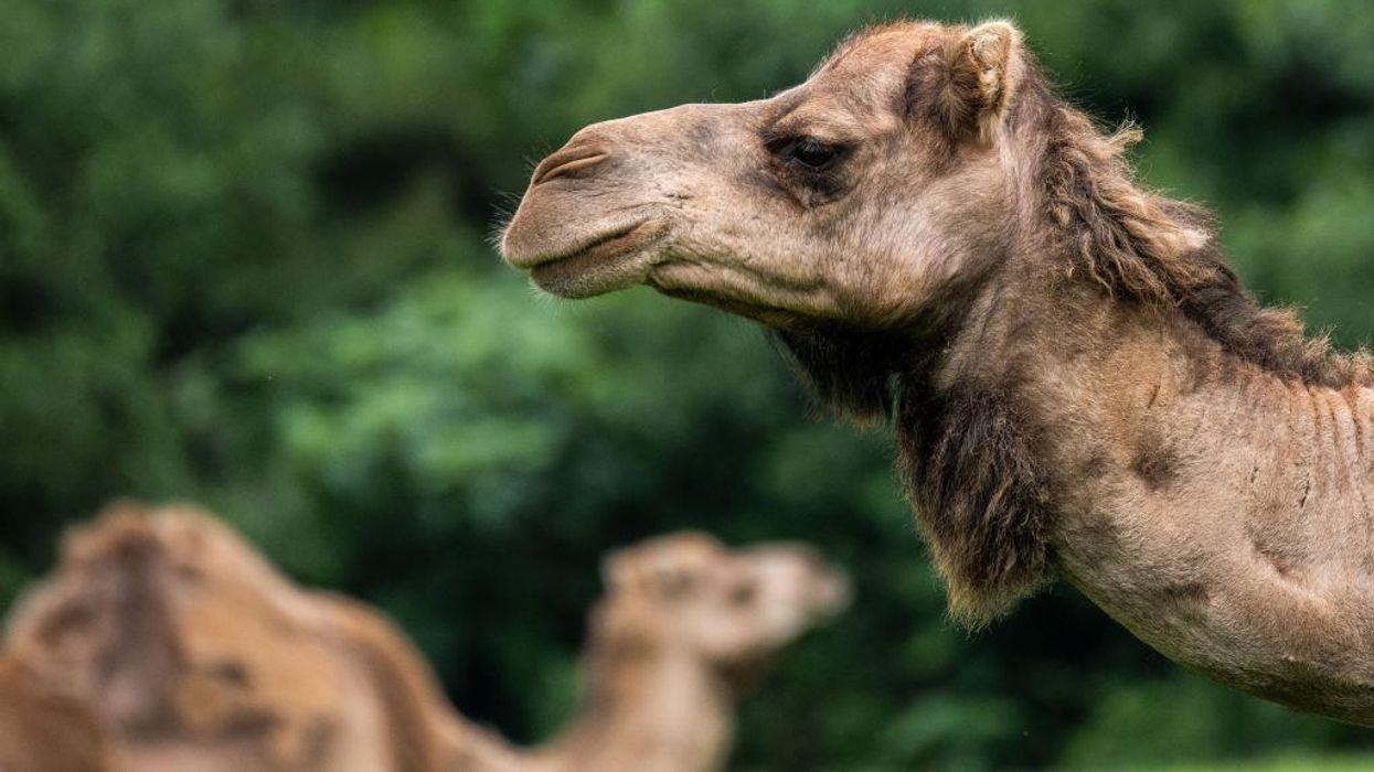 Camel kills two after escaping from Tennessee petting zoo