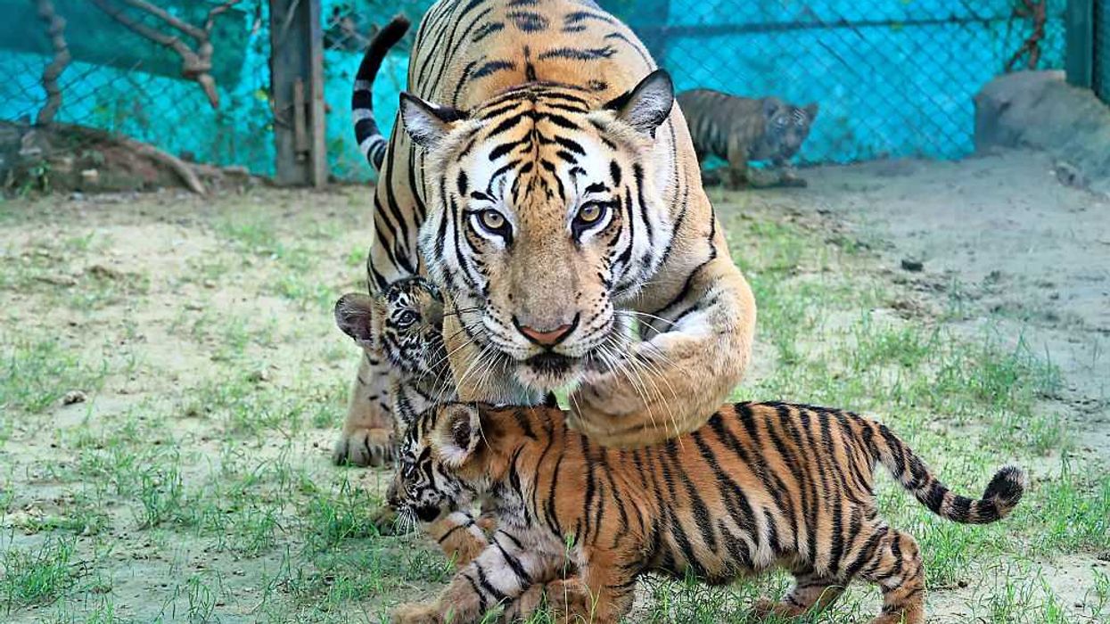 Can leucovorin cure autism? Meet the moms determined to find out