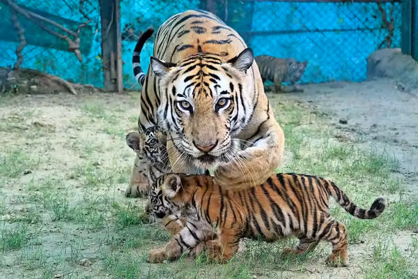 Can leucovorin cure autism? Meet the moms determined to find out