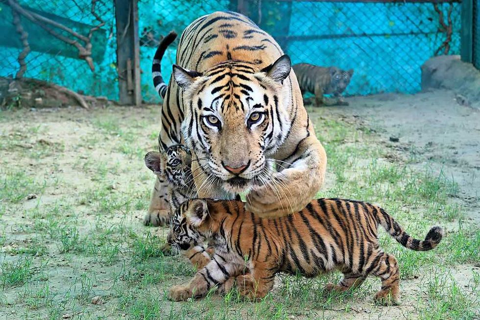 Can leucovorin cure autism? Meet the moms determined to find out