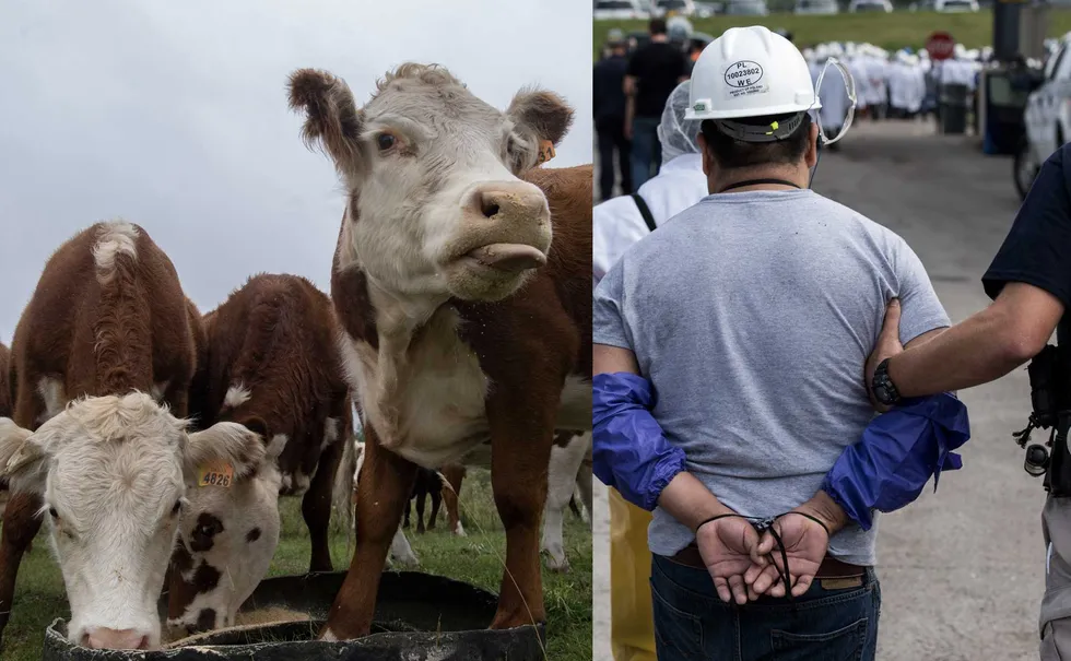Cattle industry groups issue WARNING about beef prices over ICE operations in Texas, Kansas, and Oklahoma