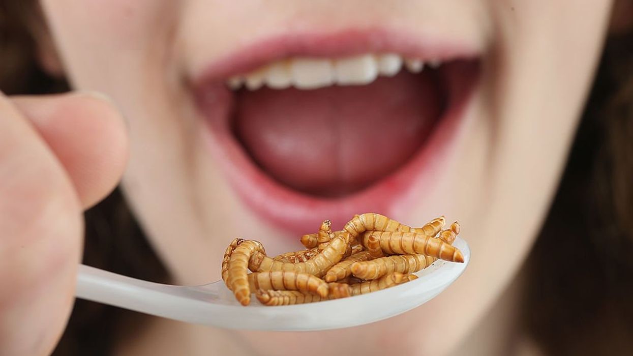 CBS segment pushes insects as 'low-carbon solution to feed animals and the world's population'