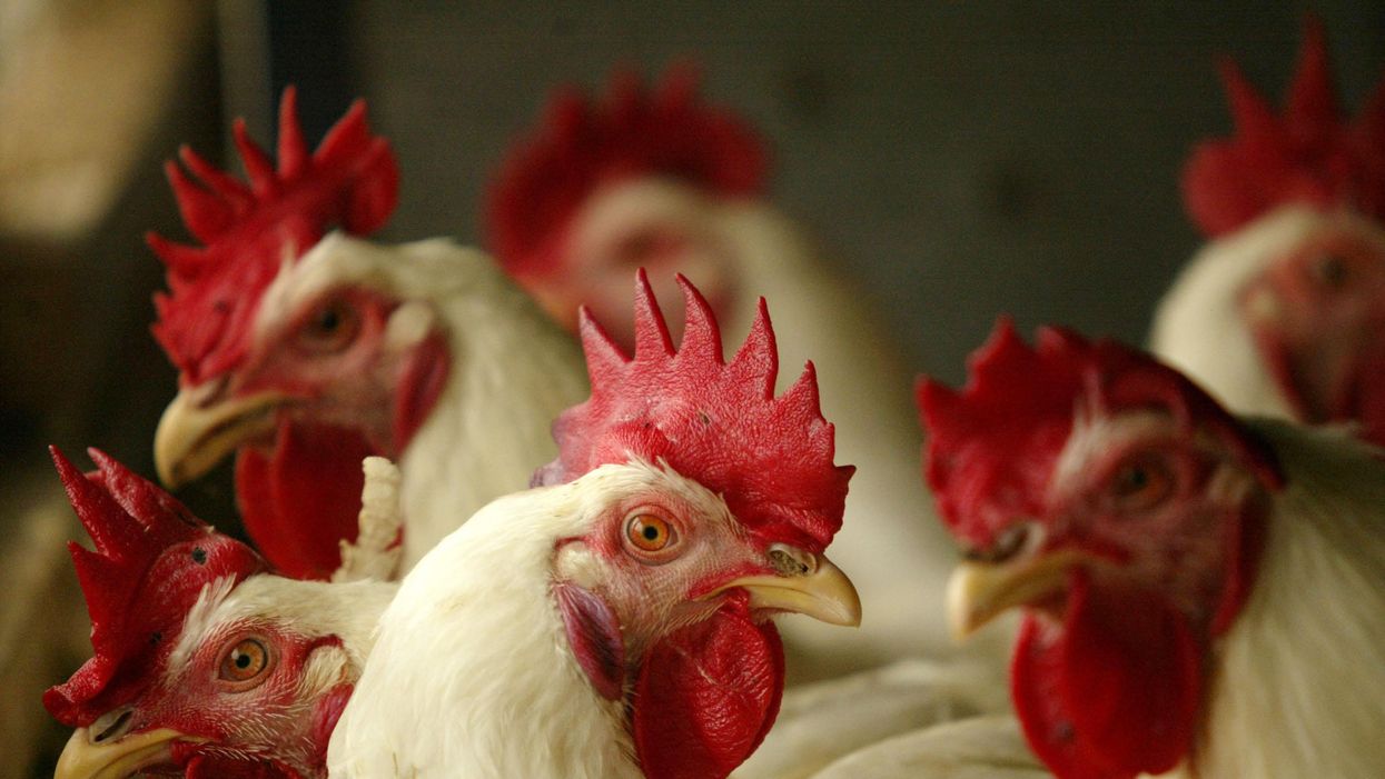 CDC: Stop kissing, cuddling poultry before you get salmonella