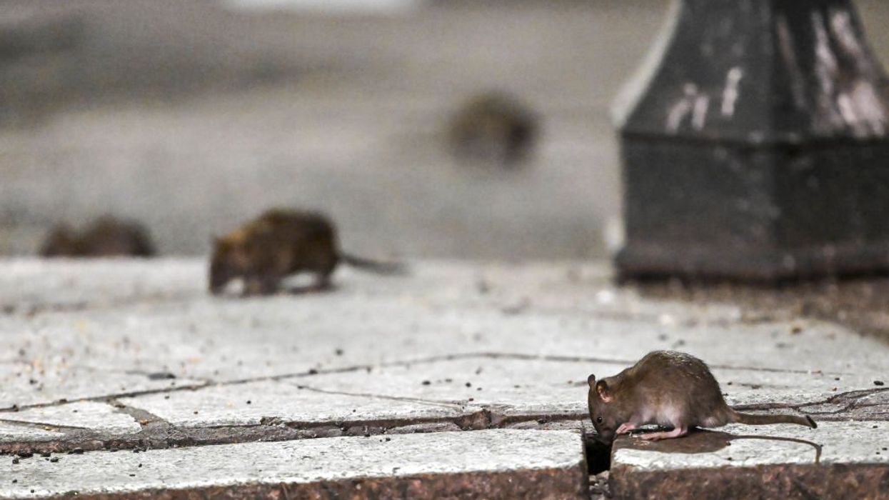 Chicago takes top spot ahead of 9 other Democrat-run cities on list of America's most rat-infested cities