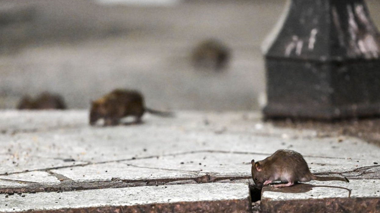 Cicago Rats Chicago takes top spot ahead of 9 other Democrat-run cities on list of ...