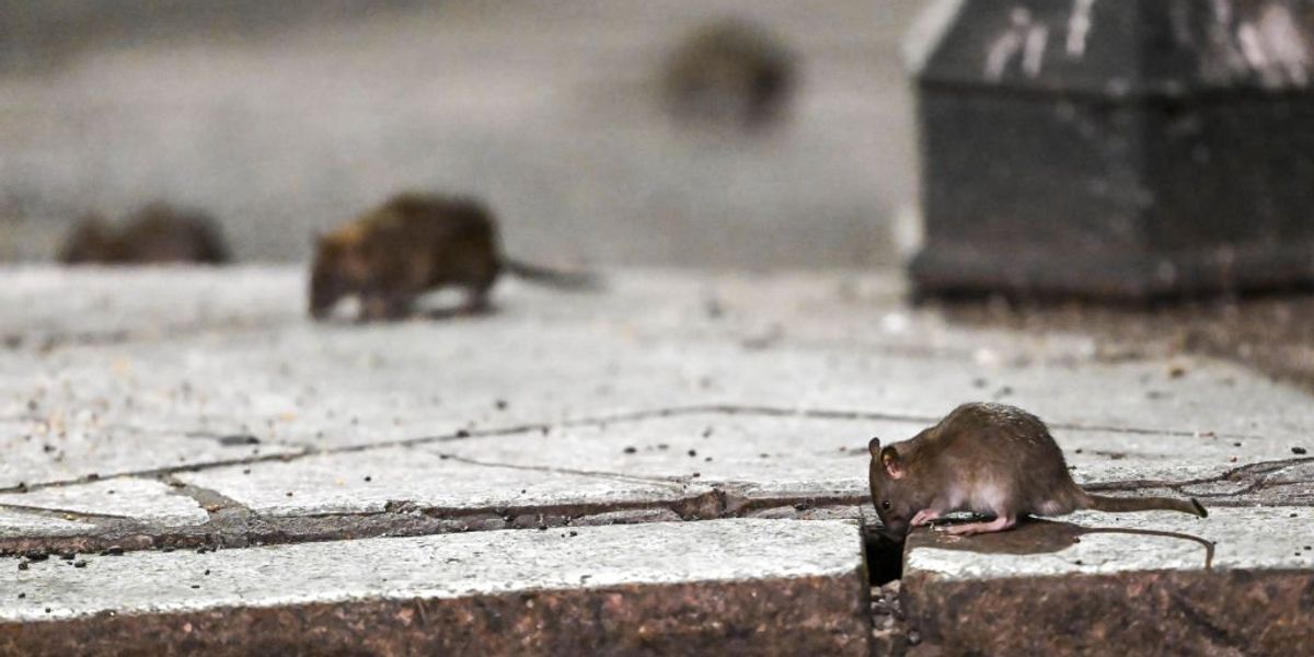 Cicago Rats Chicago takes top spot ahead of 9 other Democrat-run cities on list of ...
