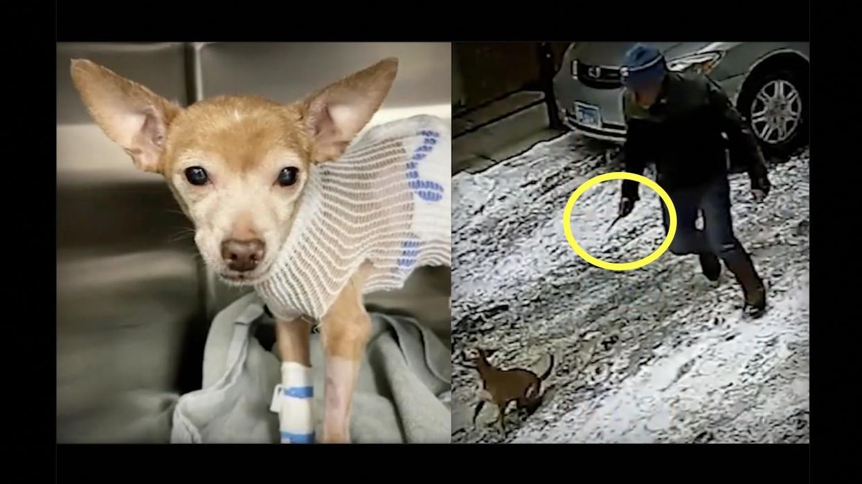 Chihuahua stabbed multiple times on Chicago street while on walk with teenage girl; 61-year-old woman arrested