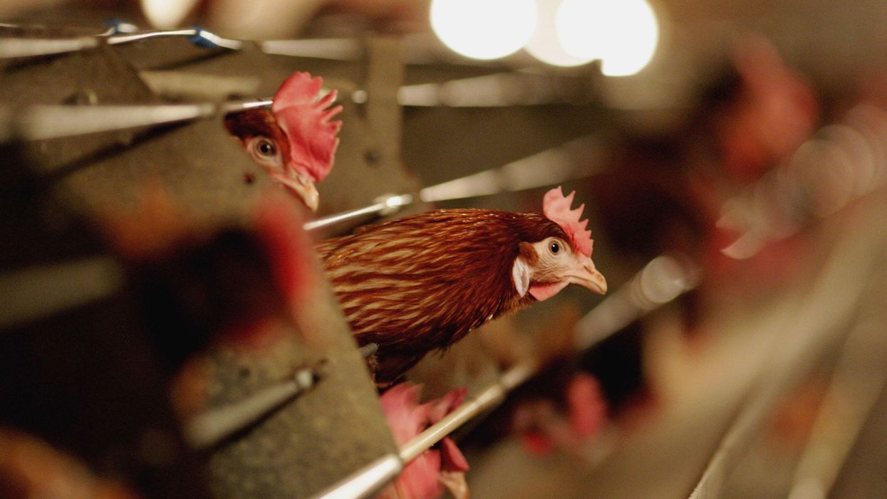 China reports what could be the first human case of H10N3 bird flu