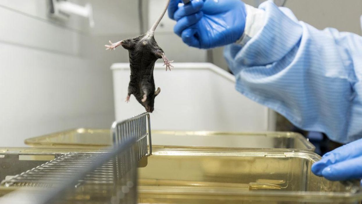 Chinese military 'engineered mice with humanized lungs' in 2019 to test viruses on them: Bombshell report
