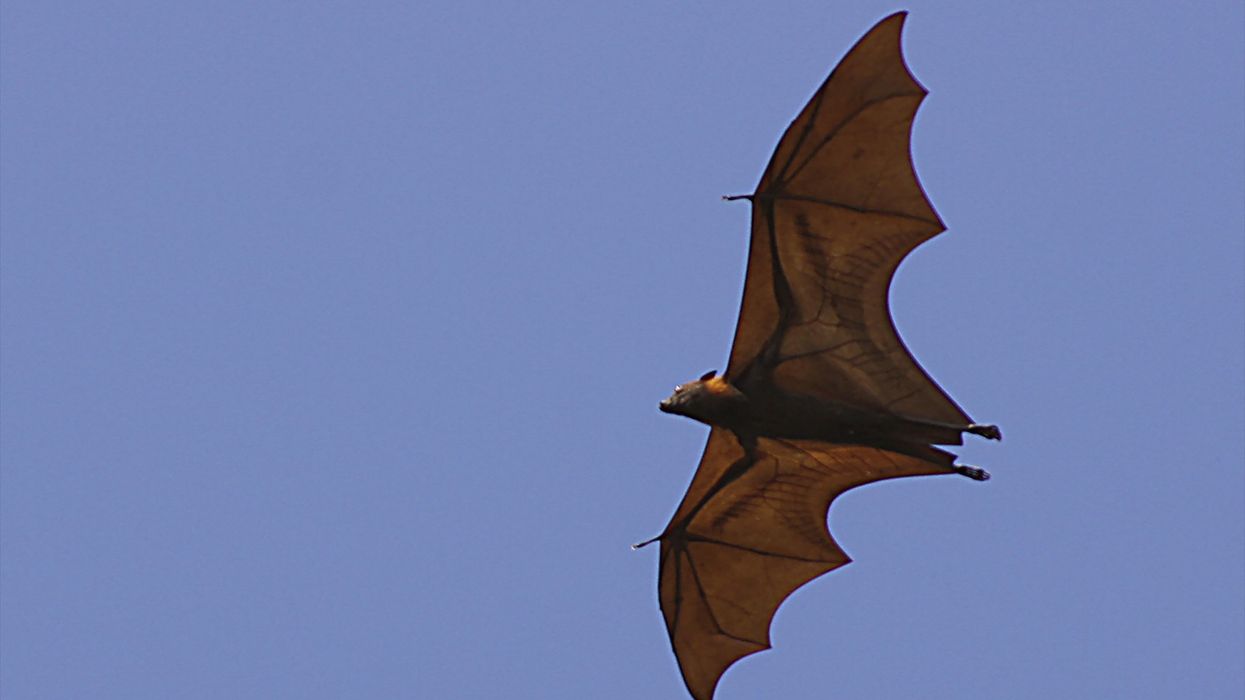 Chinese scientist with reported ties to USAID finds new bat coronavirus that could infect humans like COVID