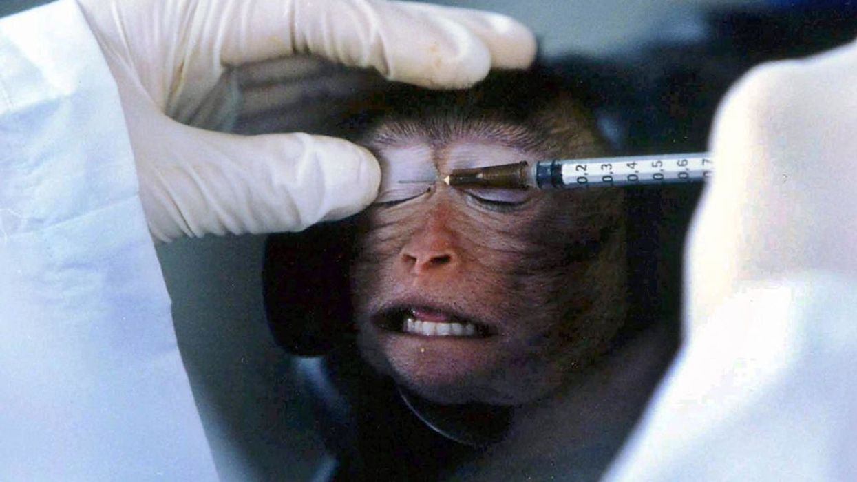 Chinese scientists produce fluorescent-green 'chimeric monkey' that glows