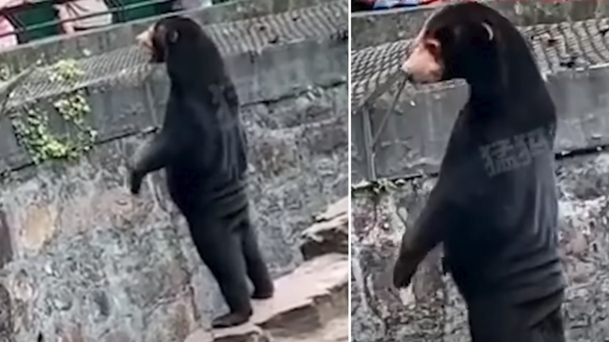 Chinese zoo denies bear is actually a human in a costume