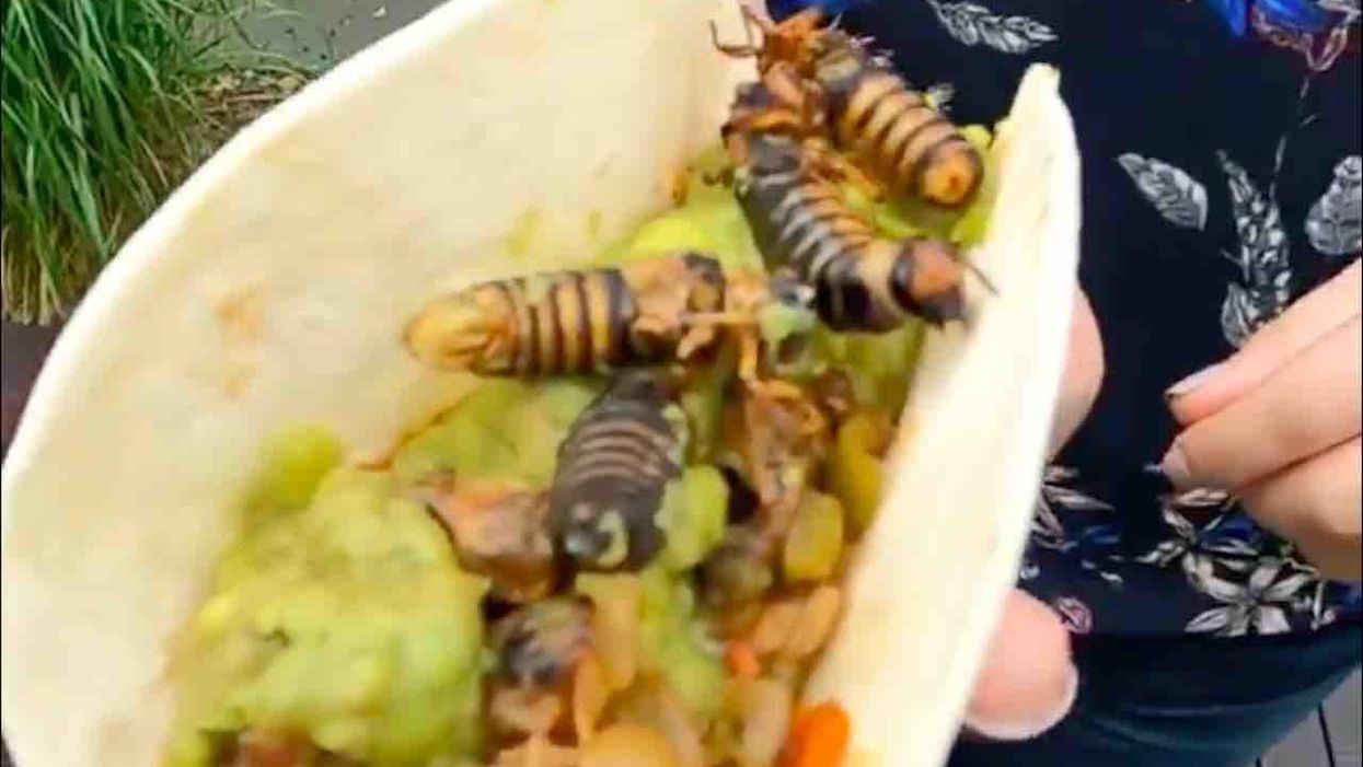 'Cicada tacos' are on the menu for young environmentalists. Why? Eating the invading bugs are part of 'living sustainably.'
