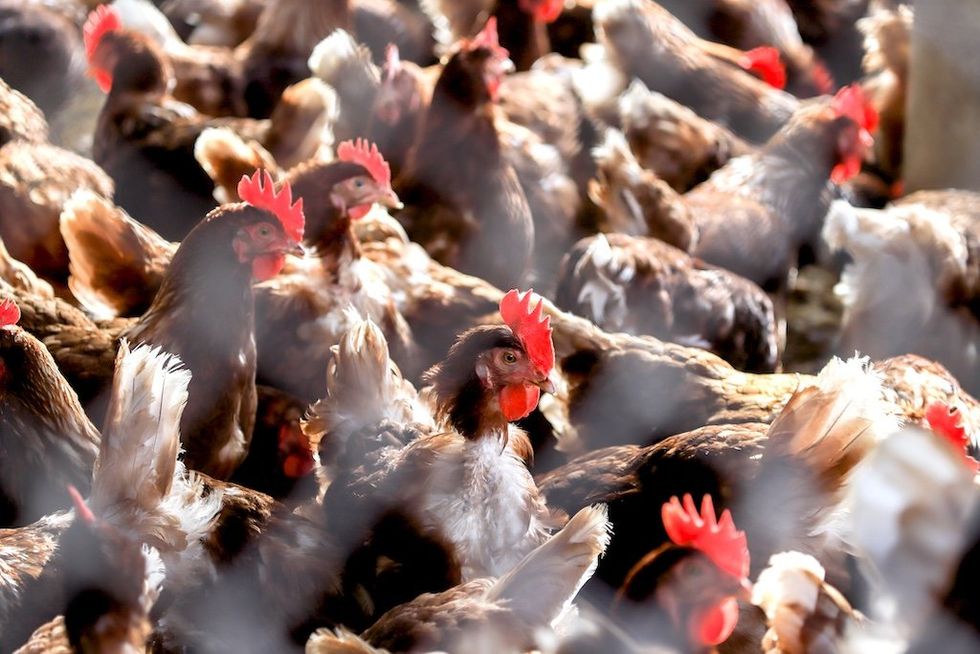 Cleaning up Biden’s bird flu mess falls to Trump