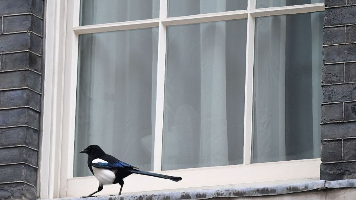 Climate activists ask people to turn off lights, close blinds to prevent '1 billion birds' from dying from crashing into windows