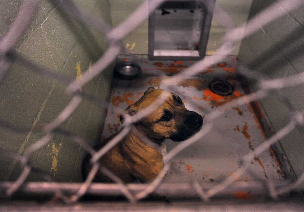 College student mauled and killed by 3 pit bulls she was pet sitting, police say