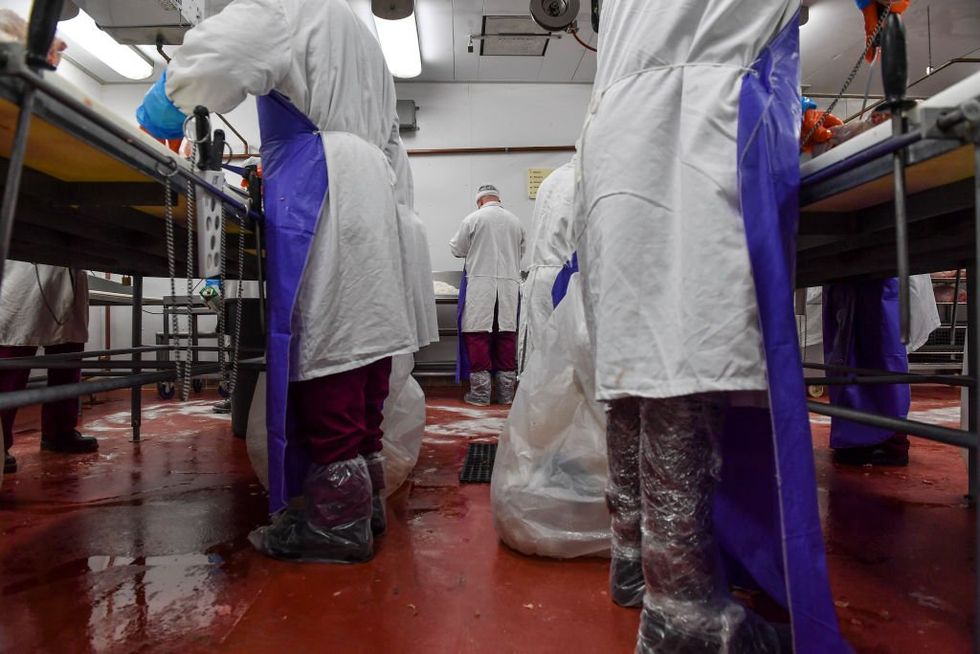 Company hired minors to clean 'saws‚ headsplitters‚ jawpullers' at slaughtering and meat packing plants: DOL