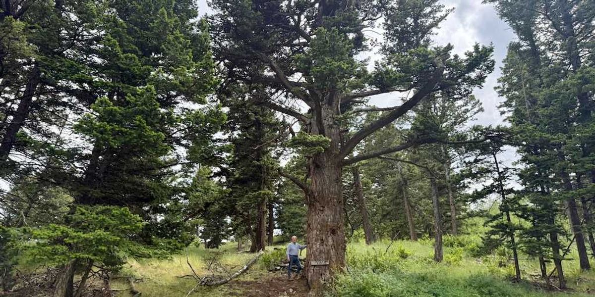 Consider the lilies — and one old Montana fir