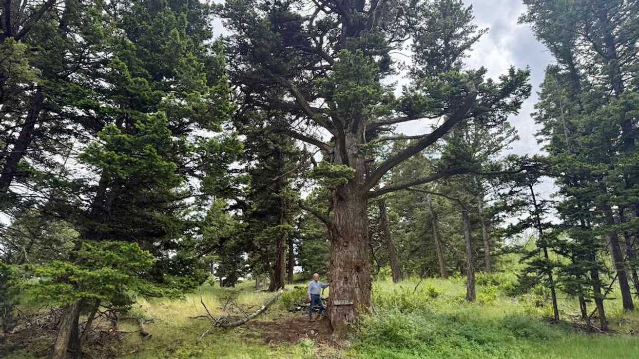 Consider the lilies — and one old Montana fir