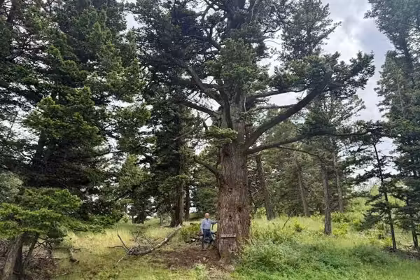 Consider the lilies — and one old Montana fir
