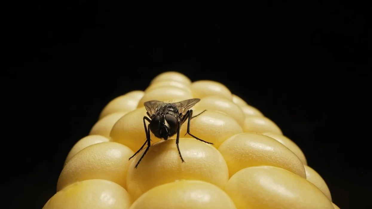 Corporate America is eating its seed corn — and our future