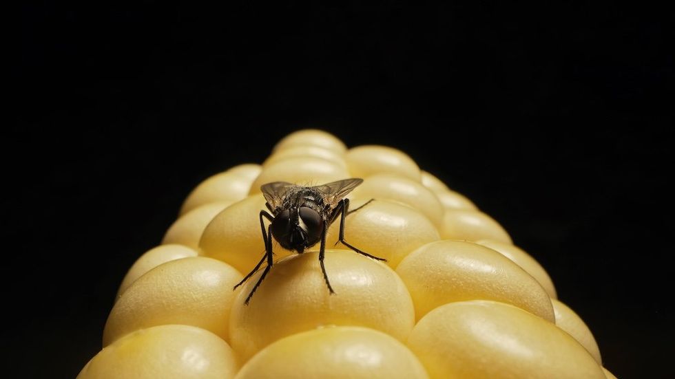 Corporate America is eating its seed corn — and our future