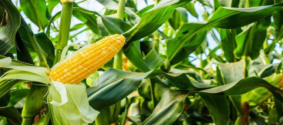 Corporate America is eating its seed corn u2014 and our future