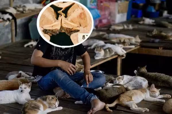 Crazy 'cat lady' parasite that decapitates sperm, affects 1 in 3, is grossly neglected: Study