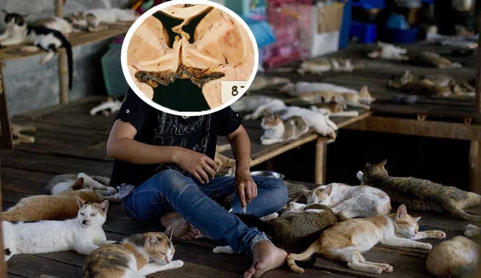Crazy 'cat lady' parasite that decapitates sperm, affects 1 in 3, is grossly neglected: Study