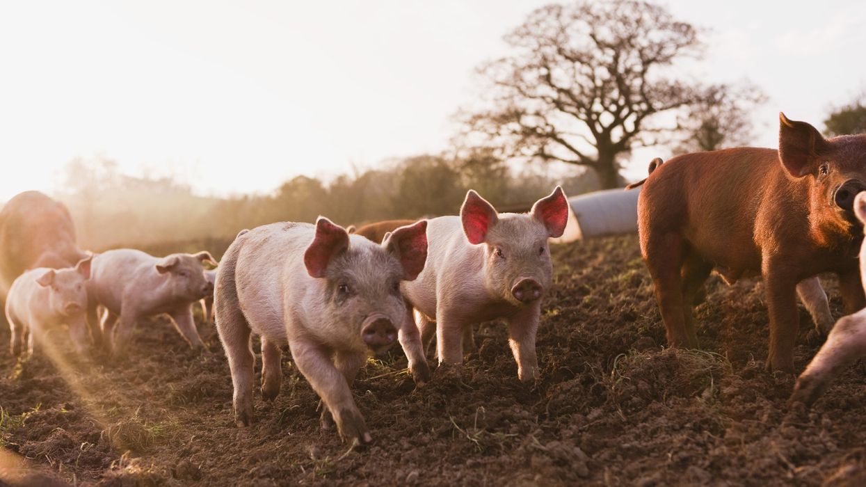 Culture for pigs