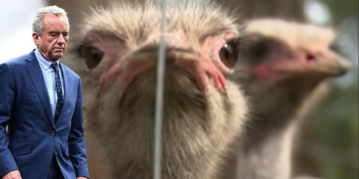 Dead bird walking: RFK Jr. is the only hope for 399 healthy ostriches on Canada’s chopping block Dead bird walking: RFK Jr. is the only hope for 399 healthy ostriches on Canada’s chopping block