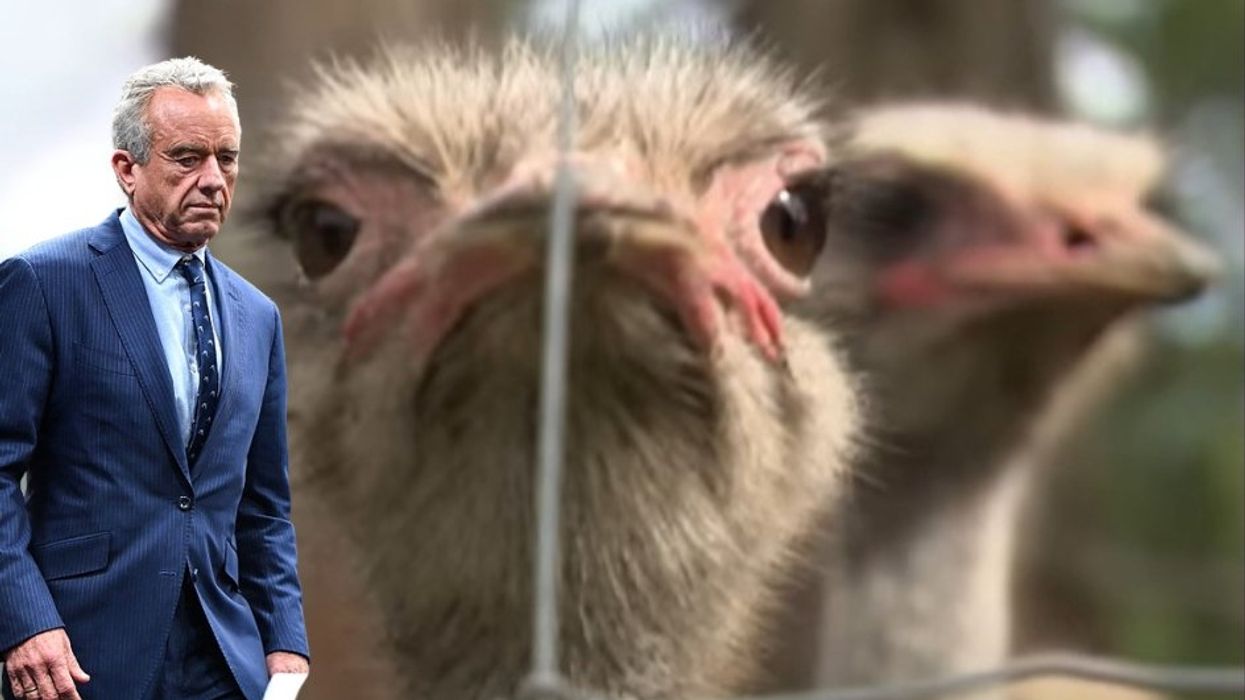 Dead bird walking: RFK Jr. is the only hope for 399 healthy ostriches on Canada's chopping block