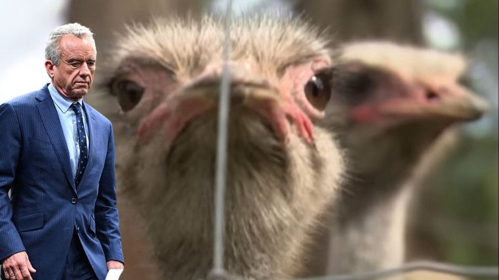 Dead bird walking: RFK Jr. is the only hope for 399 healthy ostriches on Canada's chopping block​