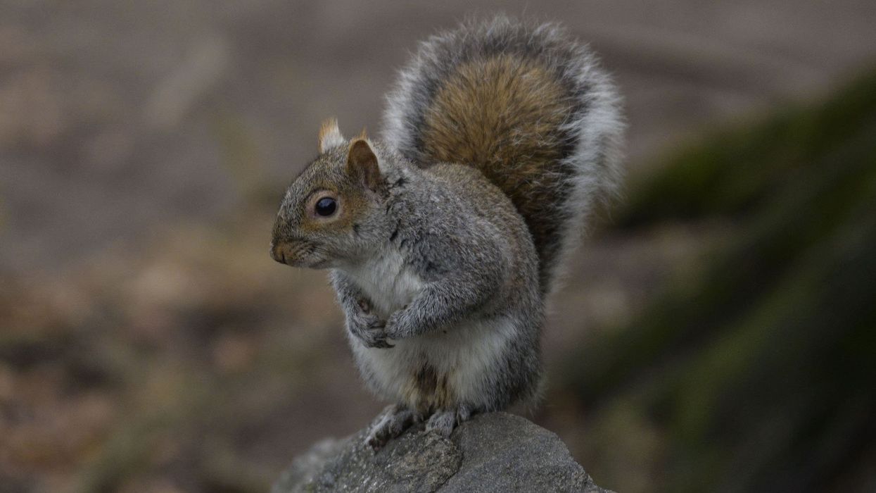 Death of Peanut the squirrel radicalizes people against government tyranny