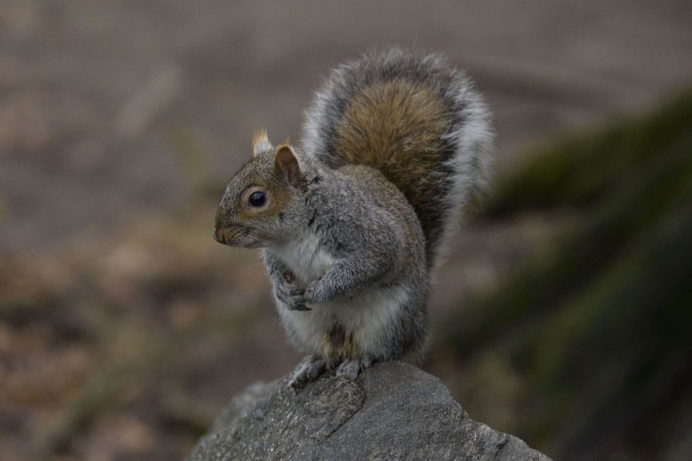 Death of Peanut the squirrel radicalizes people against government tyranny