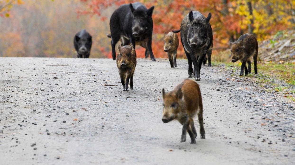 Destructive deer-eating 'super pigs' invade northern US from Canada