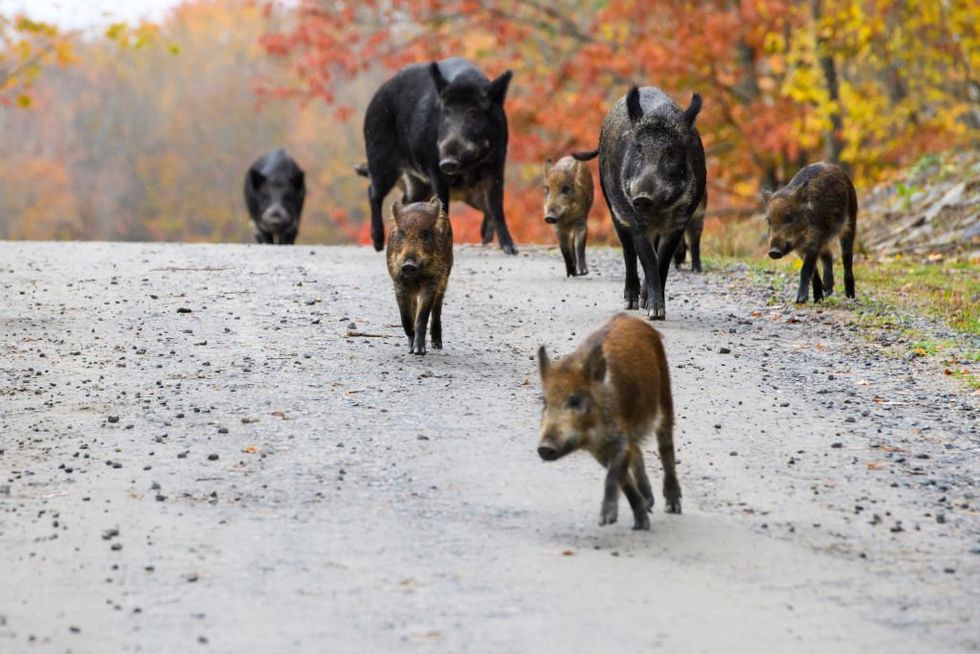 Destructive deer-eating 'super pigs' invade northern US from Canada