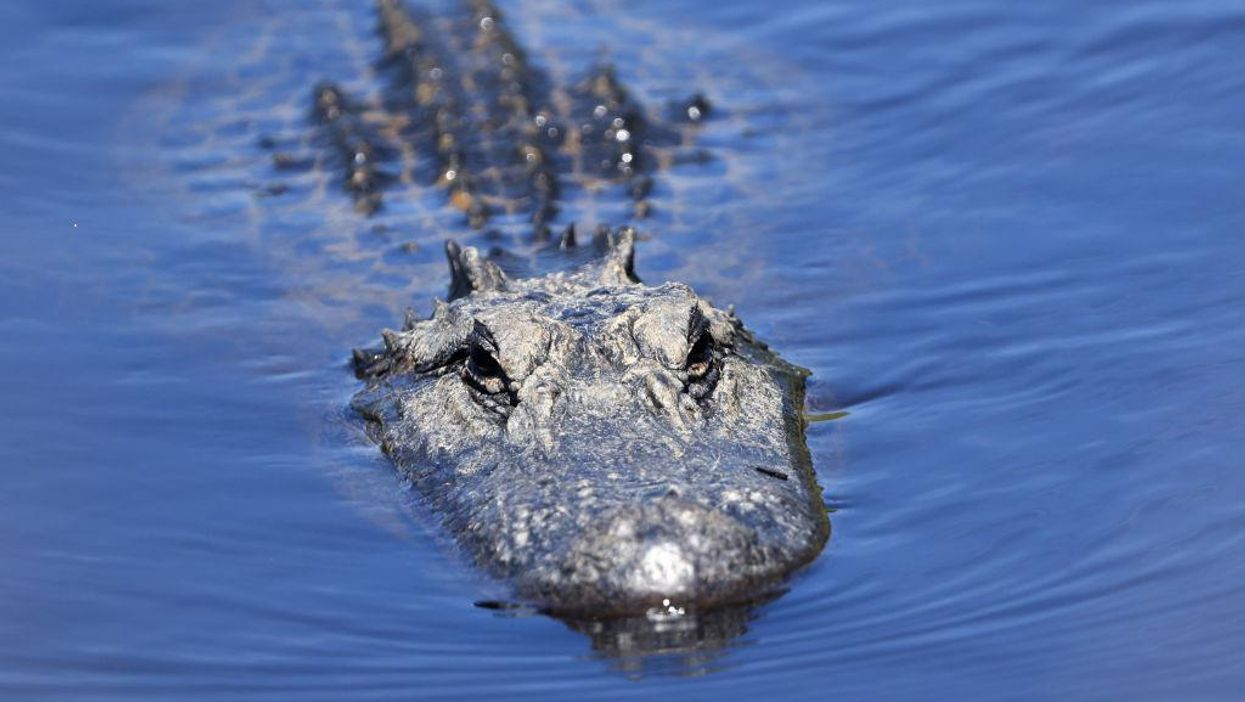 Detectives' raid of California man's home turns up heroin, meth, cocaine — and an alligator