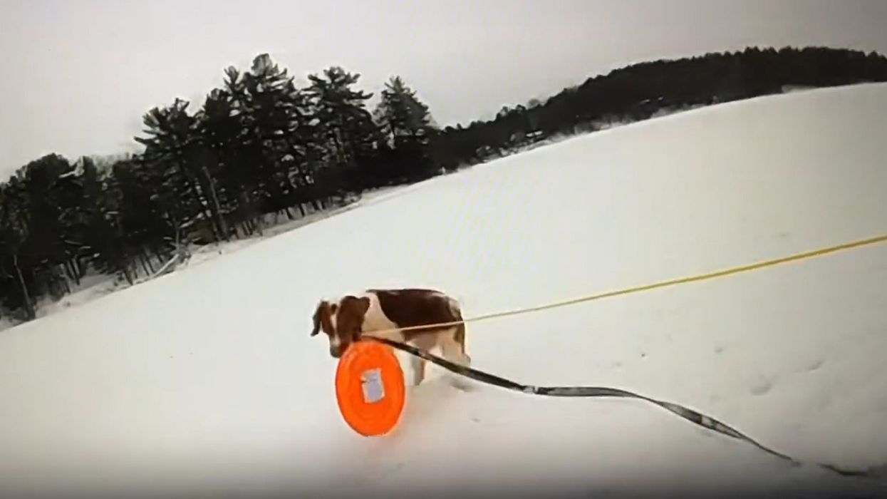 Dog helps save elderly owner who fell through the ice: 'Better give the dog a ribeye'