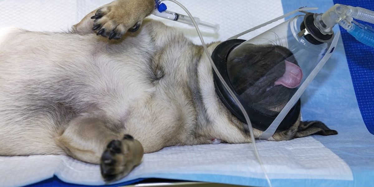 Dogs shouldn’t have to die for new medications Dogs shouldn’t have to die for new medications
